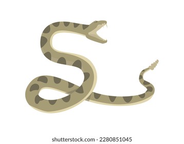 Diamondback rattlesnake preparing to attack flat style, vector illustration isolated on white background. Opened mouth with sharp teeth, pose, decorative design element