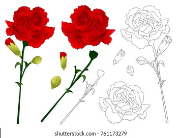 Dianthus caryophyllus - Carnation Flower, National flower of Spain, Monaco, and Slovenia. Vector Illustration. isolated on white Background.