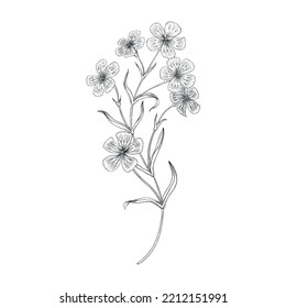 Dianthus Flowers Vector Outline Illustration.