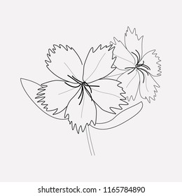 Dianthus icon line element. Vector illustration of dianthus icon line isolated on clean background for your web mobile app logo design.