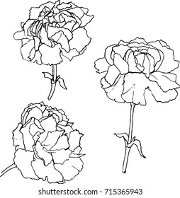 Dianthus vector illustration. Design for poligraphy, greating card, wedding invitations, mother's day and other holidays. Hand drawn floral elements of dianthus. 