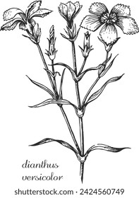 dianthus versicolor, clavel. dibujo a mano dianthus en blanco y negro. Ilustración botánica vintage moderna vectorial de dianthus con flores, hojas. Hierba medicinal natural.