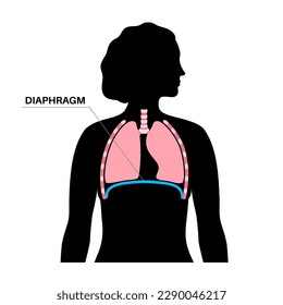 Diaphragm anatomical poster. Major muscle of respiration system scheme. Inhalation process in the human body. Female silhouette with chest, trachea, ribs and lungs flat vector medical illustration.