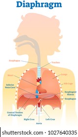 Diaphragm anatomical vector illustration diagram, educational medical scheme with human trachea, esophagus, rib cage and lungs. 