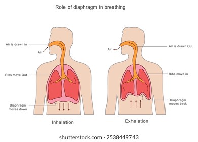 El diafragma se contrae para expandir los pulmones durante la inhalación, atrayendo aire; se relaja en la exhalación, expulsando aire. El diafragma controla la inhalación al contraerse y la exhalación al relajarse.