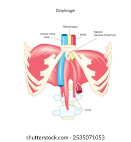 O diafragma é um músculo em forma de cúpula sob os pulmões, desempenhando um papel fundamental na respiração ao se contrair para expandir a cavidade torácica, permitindo a entrada de ar nos pulmões.