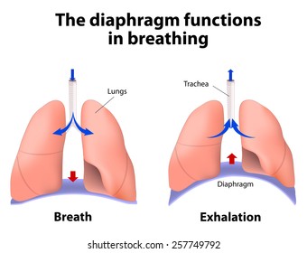  diaphragm functions in breathing. Breath and Exhalation. enlarging the cavity creates suction that draws air into the lungs