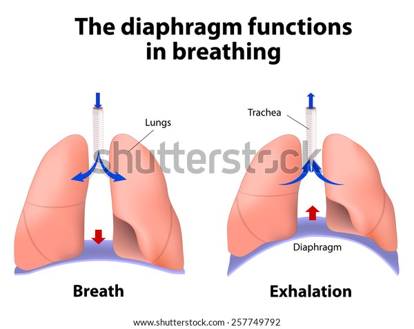 
diaphragm functions in breathing. Breath and Exhalation. enlarging
the cavity creates suction that draws air into the
lungs