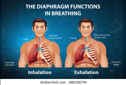 The diaphragm functions in breathing illustration