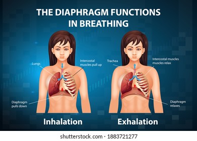 The diaphragm functions in breathing illustration