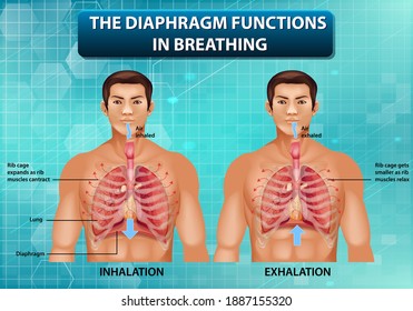 The diaphragm functions in breathing illustration