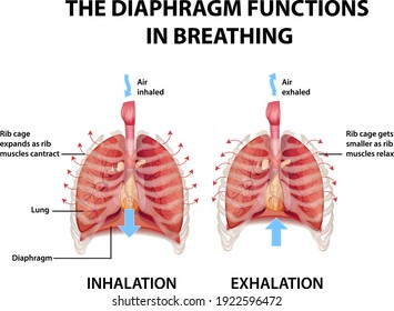 The diaphragm functions in breathing illustration