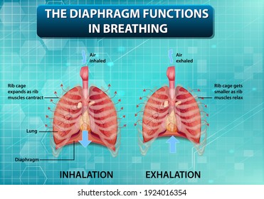 348 Inhalation exhalation diagram Images, Stock Photos & Vectors ...