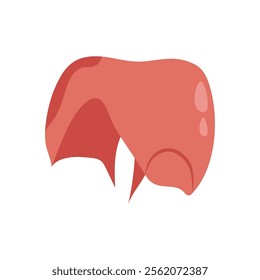 Diaphragm, Human Body Part Illustration