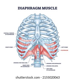 Diaphragm muscle as body ribcage dome muscular system outline diagram. Labeled educational scheme with human bones for respiration and breathing vector illustration. Thoracic skeletal muscle location.