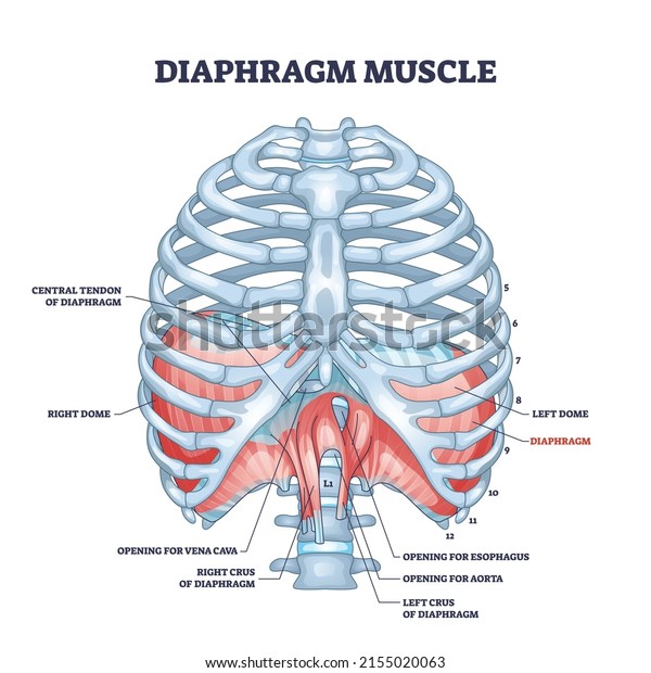 Diaphragm muscle as body ribcage dome muscular\
system outline diagram. Labeled educational scheme with human bones\
for respiration and breathing vector illustration. Thoracic\
skeletal muscle\
location.