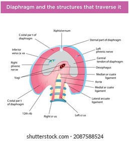 Diaphragm and the structures that traverse it. Vektör
