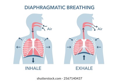 Diaphragmatic breathing cycle infographic. Visualization of lung volume during inhale and exhale, work of diaphragm.