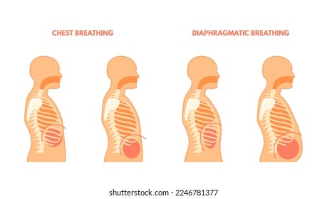 Diaphragmatic breathing. Pulmonary exercises chest and abdominal breath training, trachea respiration technique, inhale exhale medical infographic vector illustration of exercise technique breath