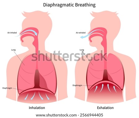 Diaphragmatic deep breathe exercise techniques for stress relief or relax and lung anatomy medical