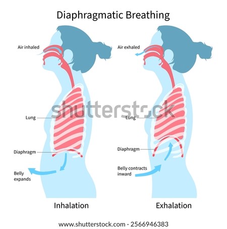 Diaphragmatic deep breathe exercise techniques for stress relief or relax and lung anatomy medical