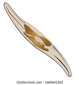 Diatom, Gyrosigma sp. auf weißem Hintergrund