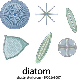 Diatom icons set isolated on white background illustration