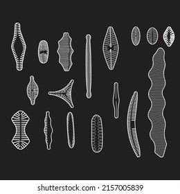 Diatom are the member of the algal class Bacillariophyceae. Diatoms play the most important and prolific microscopic sea organisms and serve directly or indirectly as food for many animals.