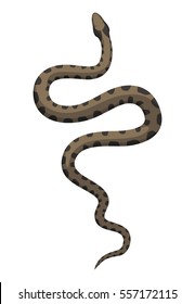 Dice snake vector (natrix tessellata)