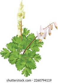 Dicentra cucullaria (Dutchman's Breeches) Woodland Wildflower Isolated