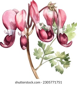 El clipart de la flor Dicentra, ilustración vectorial aislada.