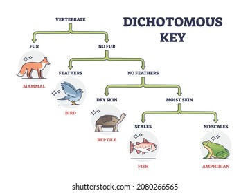 Clave dicotómica como diagrama de esquema de herramientas de identificación de organismos científicos. Diagrama de flujo educativo etiquetado con división de vertebrados vivos en clases o categorías ilustraciones vectoriales. Esquema de secuencia