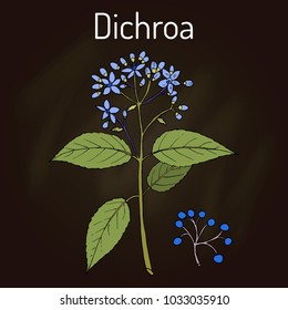 Dichroa febrifuga, medicinal plant. Hand drawn botanical vector illustration