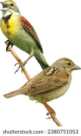 Dickcissel (Spiza americana) North American Grassland Prairie Bird Isolated