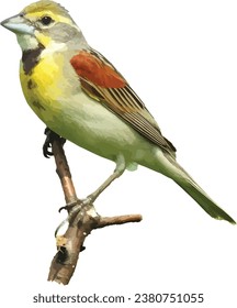 Dickcissel (Spiza americana) North American Grassland Prairie Bird Isolated