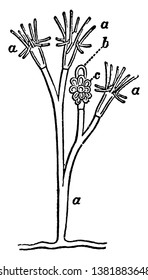 Dicoryne which is showing three forms of persons, vintage line drawing or engraving illustration.