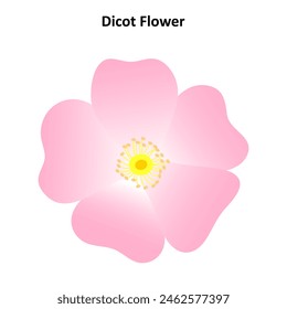 Flor de dicot. La estructura de una flor de rosa. Diagrama.