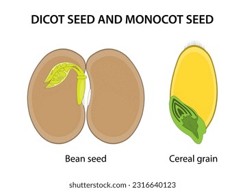 Semilla de dicot y semilla de Monocot: similitudes y diferencias.