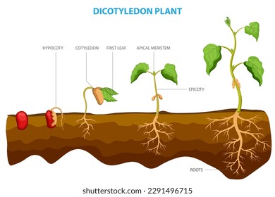 Dicotyledon plants, or dicots, are a group of flowering plants with two embryonic leaves, or cotyledons, in their seed. Examples of dicots include sunflowers, roses, tomatoes, and oak trees.