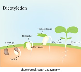 Dicotyledon  Seed of plants vector
