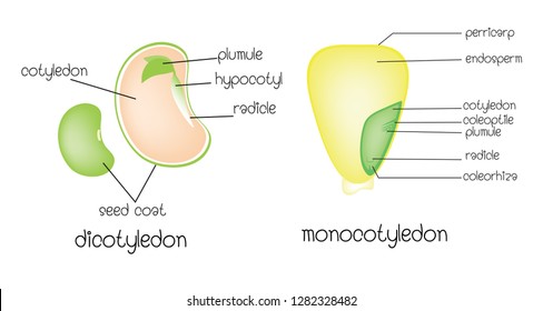 Dicotyledon Vs Monocotyledon