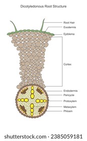 Las raíces dicotiledonosas exhiben un sistema de tabulación con dos cotiledones, que almacenan nutrientes, y raíces laterales para la absorción de agua y nutrientes. Concepto botánico.