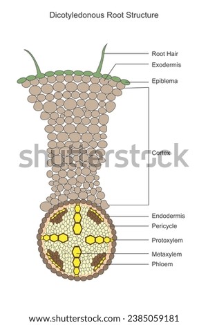 Dicotyledonous roots exhibit a taproot system with two cotyledons, which store nutrients, and lateral roots for water and nutrient absorption. Botanical concept.