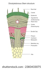 
Los tallos dicotiledonosos tienen un sistema vascular ramificado, con dos cotiledones y un arreglo distintivo de los haces vasculares.Concepto botánico.