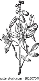 Dictamnus, From the Dictionary of Word and Things, 1888.
