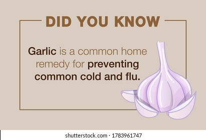 Did You Know Garlic Is A Common Home Remedy For Common Cold And Flu. Garlic Poster For Cafeteria Or Food Hall. Garlic Health Benefits Design Template. 