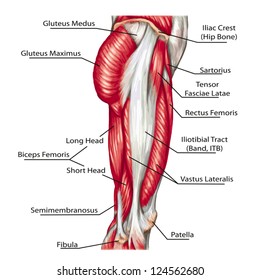 didactic board of anatomy of leg human muscular system