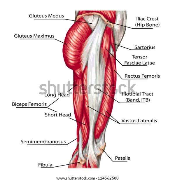 didactic
board of anatomy of leg human muscular
system