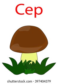 Didactic card: cep (mushroom)