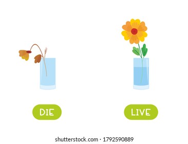 Die and live antonyms word card vector template.  template. Opposites concept. Flashcard for english language learning. Dead wilted flower, flowering plant.
